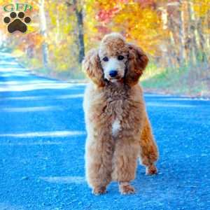 Gordon, Miniature Poodle Puppy